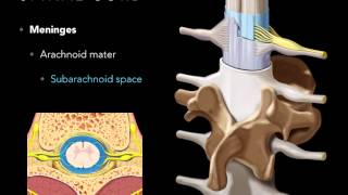 Spinal cord Meninges [upl. by Tenn]