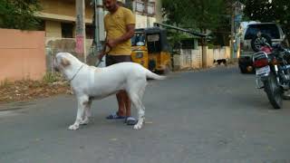 Fila Brasileiro aggresive brazilian mastiff [upl. by Hepsibah]