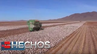 Conociendo las cosechas de algodón en Chihuahua  El Otro México [upl. by Iliam54]