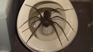 10 Biggest Spiders Ever Encountered [upl. by Barny]