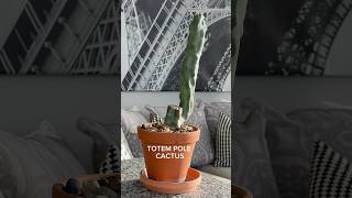 Totem pole cactus ￼ [upl. by Oidgime319]