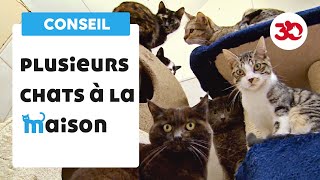 La cohabitation des chats [upl. by Pansir]