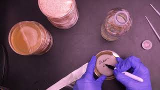 Fecal Coliform Bacteria Tests [upl. by Navinod254]