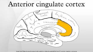 Anterior cingulate cortex [upl. by Eleonore924]