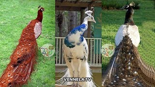 Beautiful amp Rare Peacocks in the World  Never Seen this Peacocks  VENNELA TV [upl. by Adniled133]