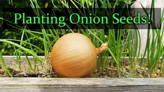 Planting Onion Seeds For Beginners [upl. by Atnoved]