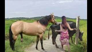 My sister training care her lovely horse in beginner 2021 [upl. by Ahsrats]