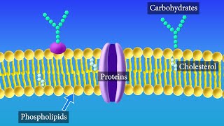 Cell Membrane Structure and Function [upl. by Korff]