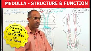 Medulla Oblongata  Structure and Function  Neuroanatomy [upl. by Lashond186]