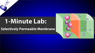 Selectively Permeable Membrane [upl. by Anerul740]