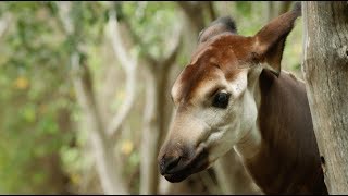 How to Train an Okapi at San Diego Zoo [upl. by Eihtur344]