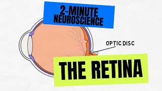 2Minute Neuroscience The Retina [upl. by Aicilec608]