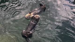 Sea otters quotraftingquot at the Vancouver Aquarium [upl. by Odrawde]