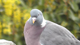 Wood Pigeon call [upl. by Garvin]