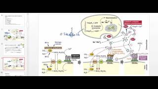 Osteoblast Physiology [upl. by Cesaro]