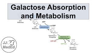 Galactose Absorption and Metabolism  Leloir Pathway and Galactosemia [upl. by Analra969]