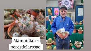 Mammillaria perezdelarosae [upl. by Luht]