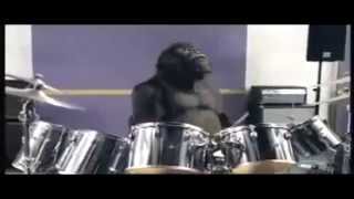 Cadburys Gorilla Advert [upl. by Enamrej]