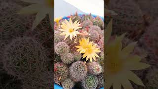 cactus mammillaria flowers [upl. by Ronald]