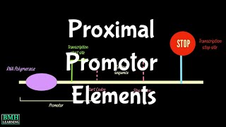 Proximal Promotor Elements  Proximal Promotor Sequences [upl. by Tehr]