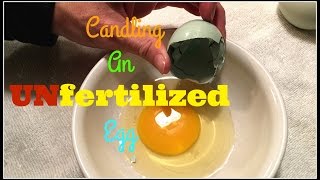 Candling An Unfertilized EggDay 10 [upl. by Ortiz]