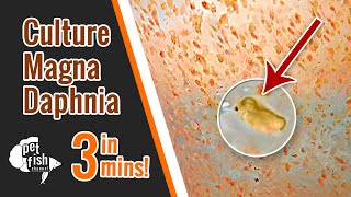 How to culture DAPHNIA MAGNA  The easy way [upl. by Tierell]