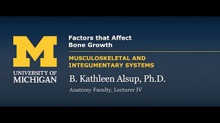 Skeletal System Factors that Affect Bone Growth [upl. by Beilul957]