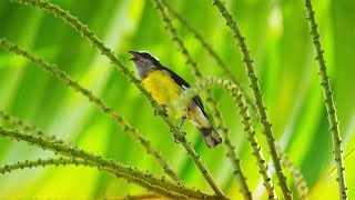 Tobago watch the island come to life  National Geographic Traveller UK [upl. by Aciret]