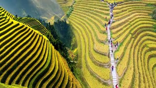 CHINAS UNBELIEVABLE RICE TERRACES TURNED INTO STUNNING TOURIST ATTRACTIONS [upl. by Econah92]