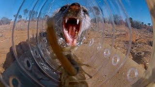 Genius Meerkats Solve Puzzles  BBC Earth [upl. by Llednov]