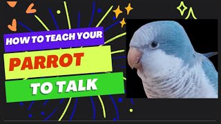 Teach Your Parrot to Talk  Parrot Teaching Video  Quaker Parrot Talking  talking parrot training [upl. by Papst104]