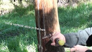 Repairing a girdled deer damaged tree [upl. by Reniti720]