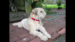 Irish Soft Coated Wheaten Terrier [upl. by Asennav]