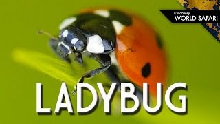 Ladybugs Come In Many Different Colors [upl. by Anilrahc]