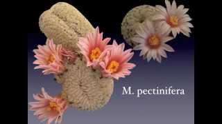 Cactus flowers  Our Mammillaria Collectionmov [upl. by Alston]