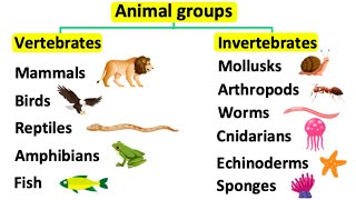 Animal groups  Vertebrates amp invertebrates [upl. by Atinas]