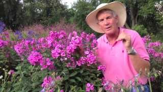 Dr A on Phlox paniculata [upl. by Ellegna]