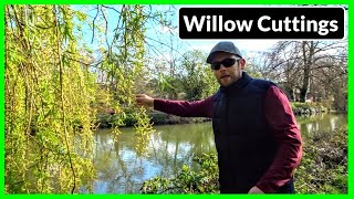 How To Propagate amp Grow Weeping Willow Trees From Cuttings Complete Process [upl. by Hamlet]