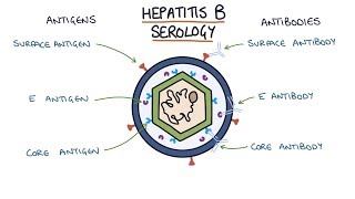 Understanding Hepatitis B Serology Results [upl. by Nangatrad621]