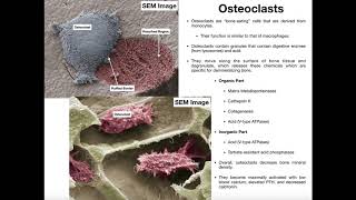 Physiology of the Osteoclast [upl. by Persis230]