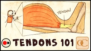 Insertion in Anatomy Muscles and Tendons [upl. by Wiseman]