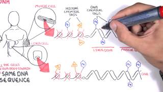 Epigenetics basics  Garvan Institute [upl. by Rempe]