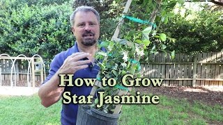 How to grow Star Jasmine Confederate Jasmine with a detailed description [upl. by Emerick350]