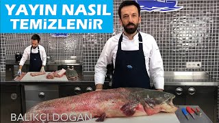 Yayın balığı nasıl temizlenir How to clean giant Catfish  BALIK TEMİZLEME  BALIK PİŞİRME [upl. by Gnilsia]