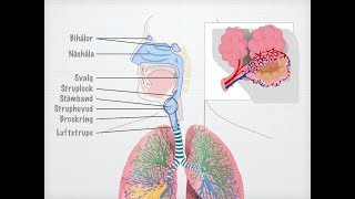 Människans andningsorgan gammal [upl. by Druce]