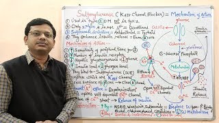 Diabetes Mellitus Part10 Mechanism of Action of Sulfonylurease  Antidiabetic Drugs  Diabetes [upl. by Draper870]