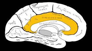 Overview of the Cingulate Gyrus [upl. by Tremaine485]