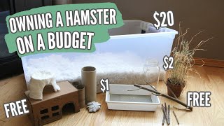 Owning a Hamster on a BUDGET [upl. by Negam]