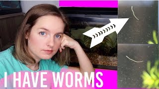 How To Get Rid Of Worms In Fish Tank Aquarium  Detritus amp Planaria [upl. by Currier701]