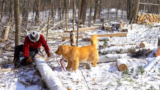 Building a Homestead in the Forest  Permaculture [upl. by Bonnell]